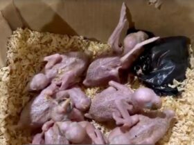 aves silvestres