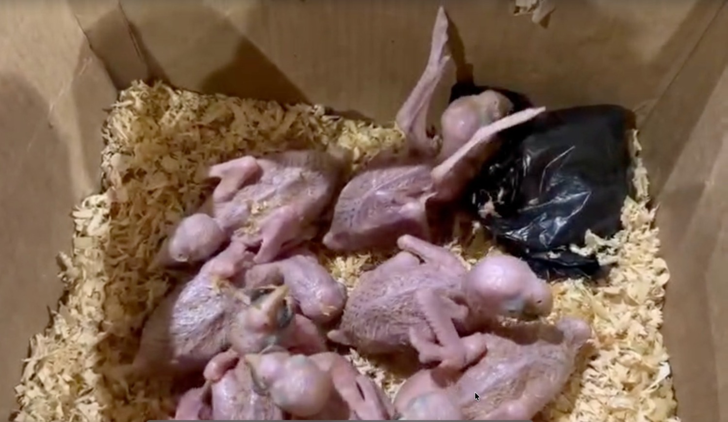 aves silvestres