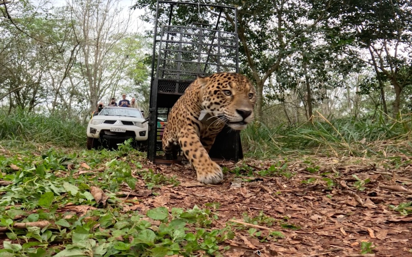 Onça-pintada capturada em área urbana de Foz do Iguaçu é devolvida à natureza no Parque Nacional do Iguaçu 1 onca solta
