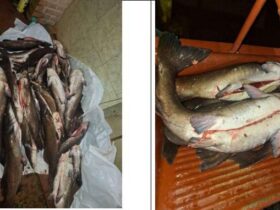 peixes apreendidos