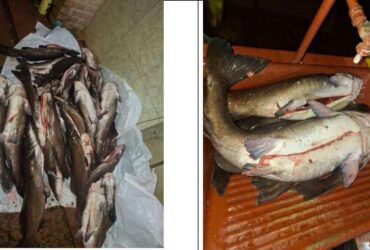 peixes apreendidos