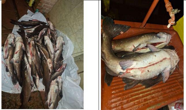 peixes apreendidos