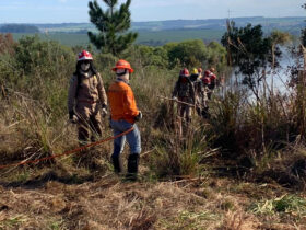 voluntarios 1