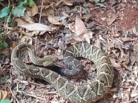 serptente do parque