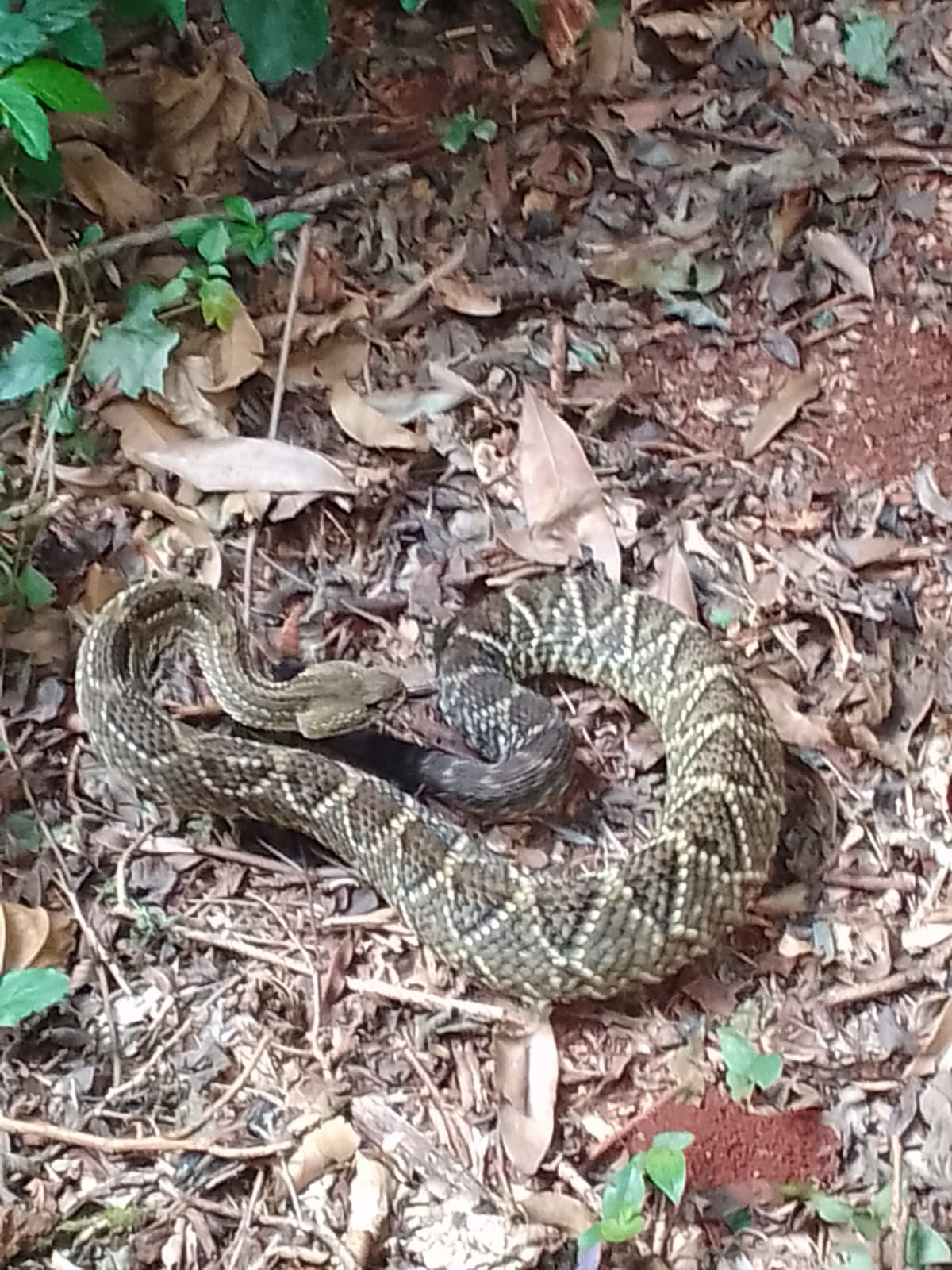 serptente do parque