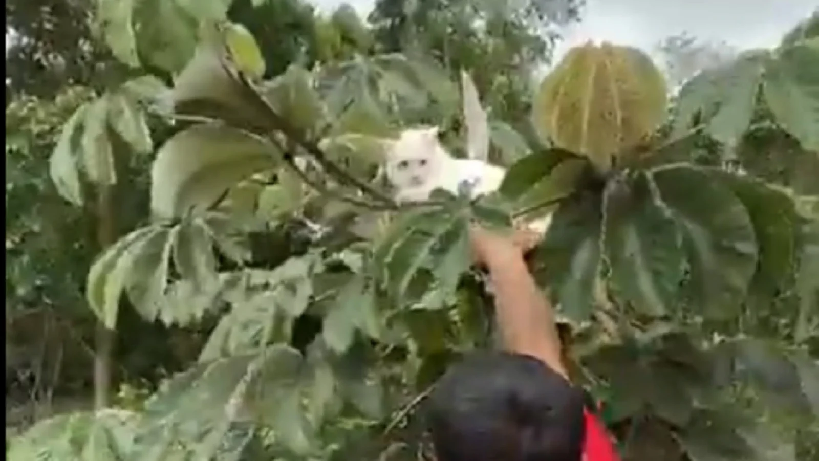 gato na arvore