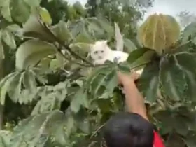 gato na arvore